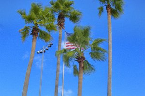 Palm trees and the American Flag